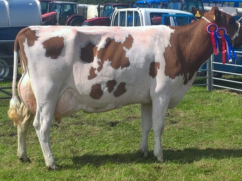 Winner - East Drumlemble Jilly 12