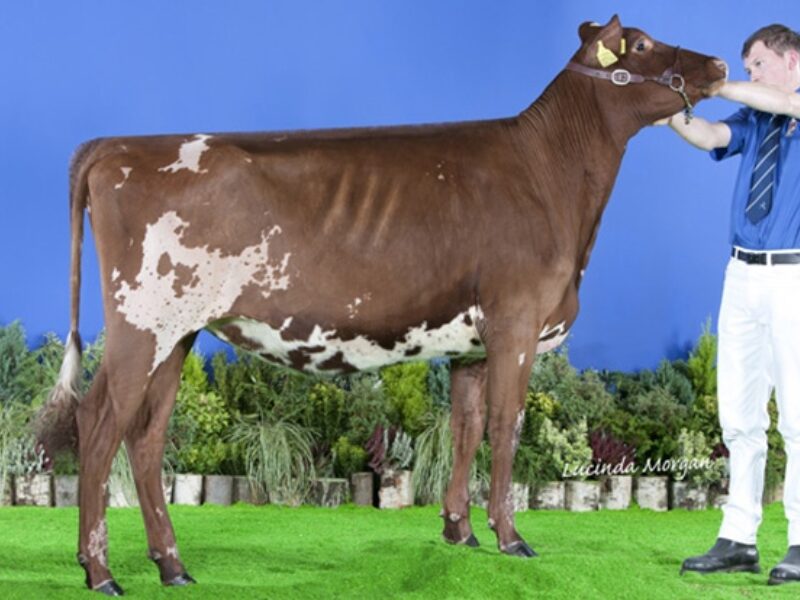 Champion - East Church Prime Time Blissful (De La Plaine Prime) - H M Sayer & Son