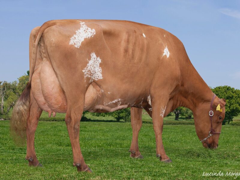 Lot 2 - Gargus Jemima 3 EX97 7E, Dam of Tristar Hail R Jemima