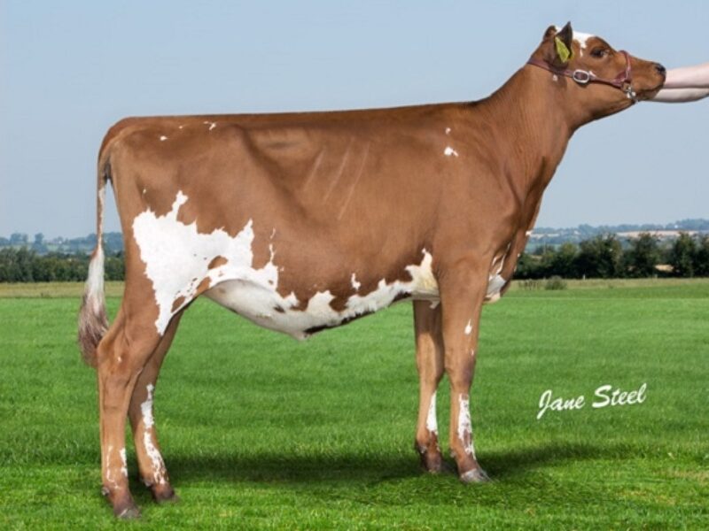 Glenwood Dreamer Irene