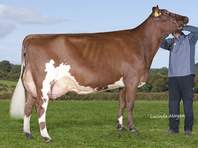 Gwynnog Liam Linnet EX 91