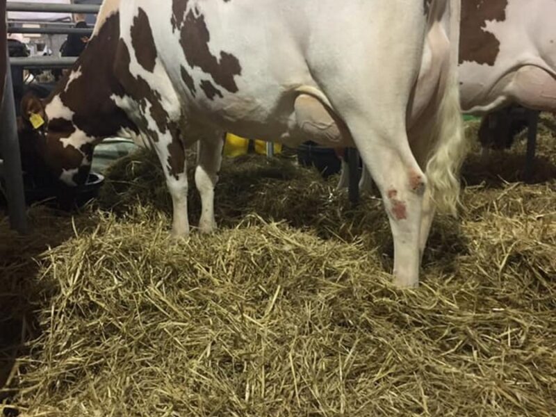 A daughter of Rosehill Manderville in the Grove herd