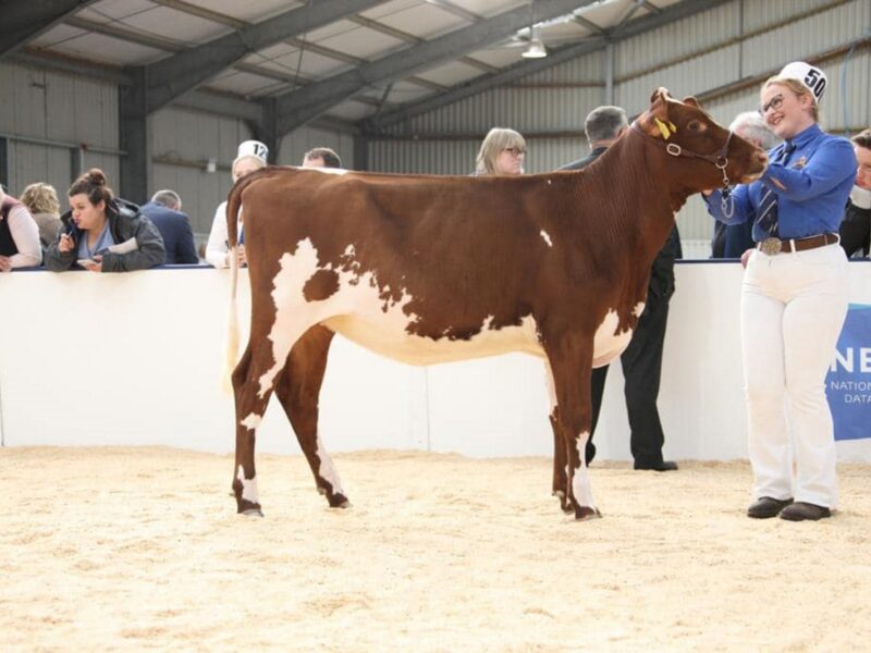 Gwynnog Hawaiian Sandyrose - Sired by Pam Ayrs Hawaiian