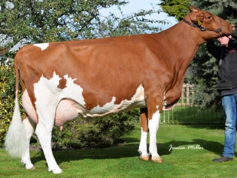 Dam of Beeline Ladys Man - Halmyre Urr Ladybird 443 EX92 2E SP(2) 2 Stars