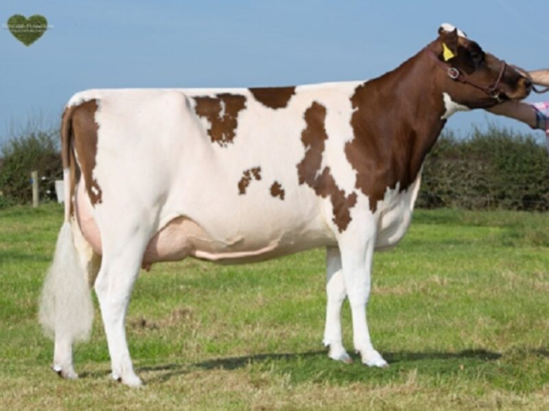 Halmyre Urr Ladybird 466 VG 87
