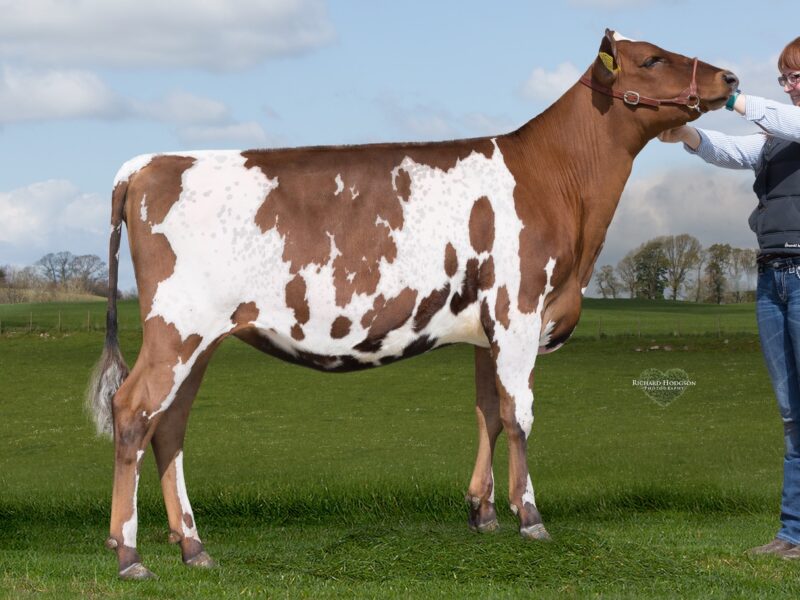 She Sells - Halmyre Urr Louise 363