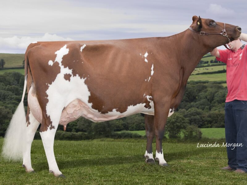 Dam of Gwynnog Oblique Punch Choice of lot 9