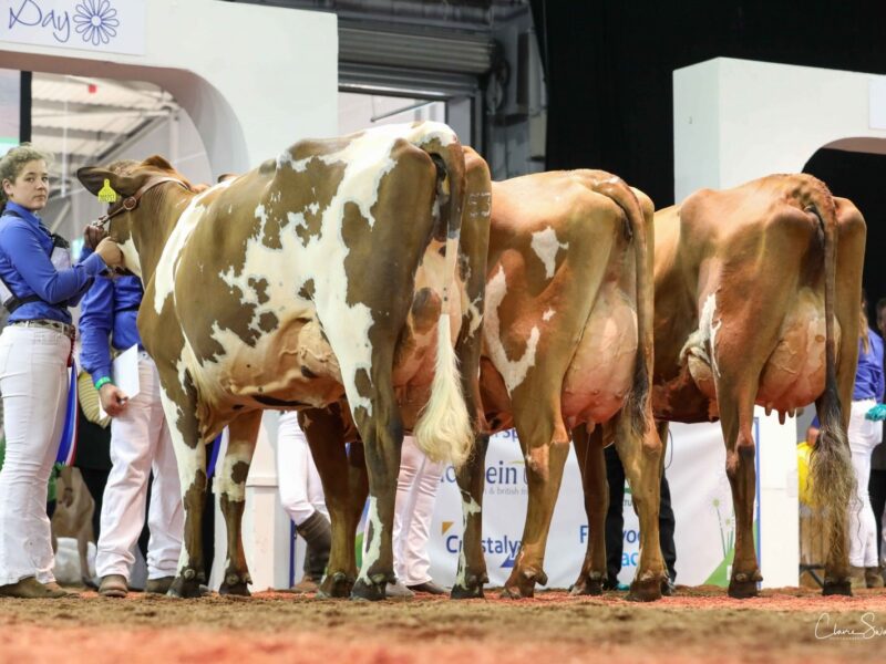 Champion Ayrshire Heifer Line up