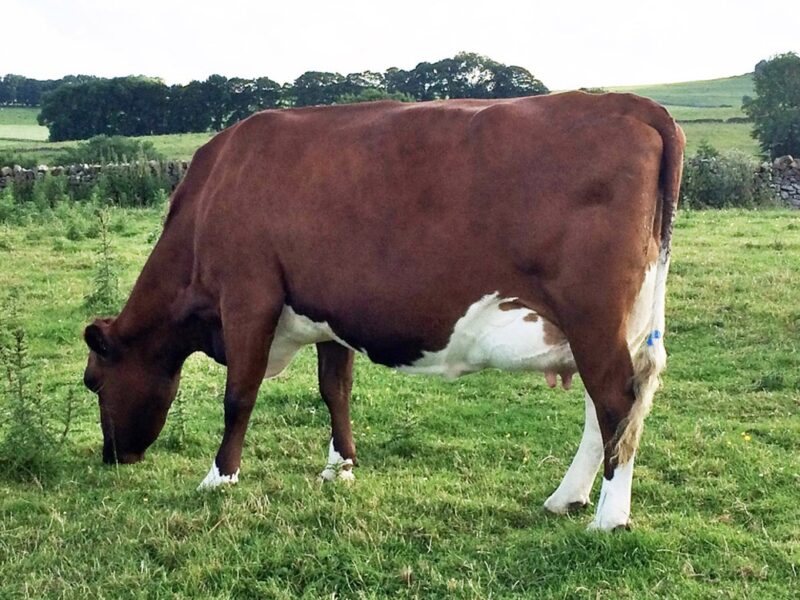 Heydale Alfies Glitter EX 92