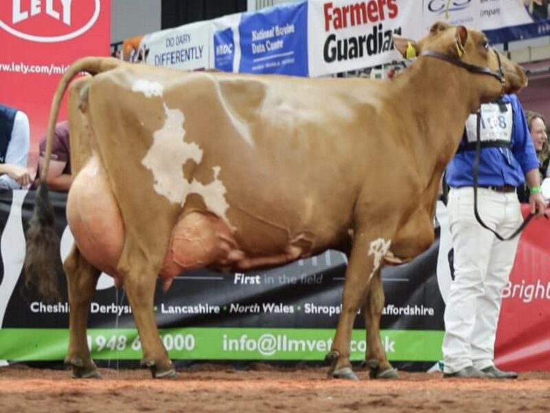 Hilltower Modern Marcy - sired by West Mossgiel Modern Reality