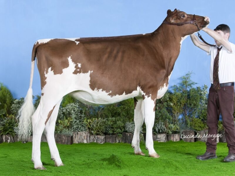 Champion Calf - Hunnington Monica 77 (Hunnington Mandella) - C Window