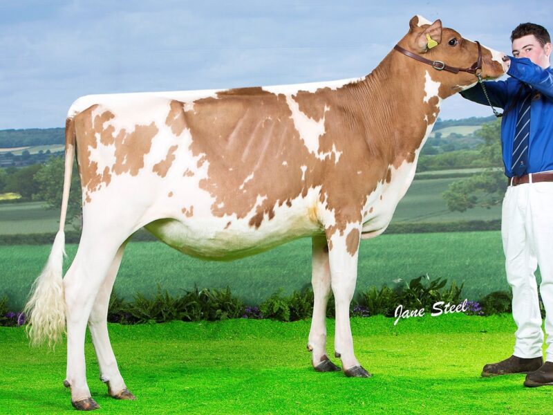 Winner of Class B 12 - 18 Months Holmeswood High Bella