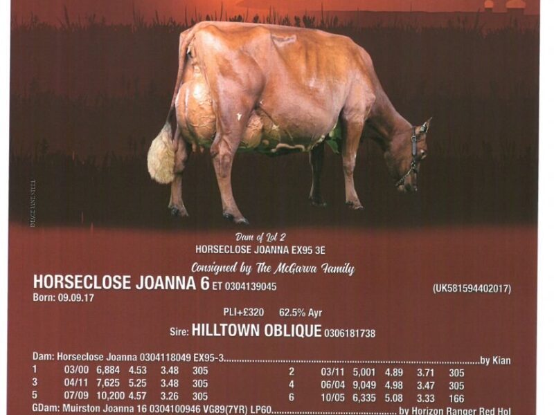 Horseclose Joanna 6 Sells