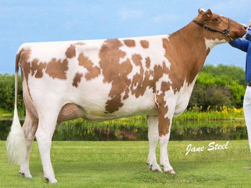 Harperfield Pan VG 88