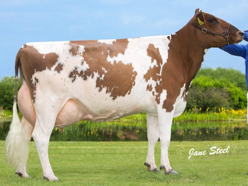 Halmyre Urr Louise 254 VG 87