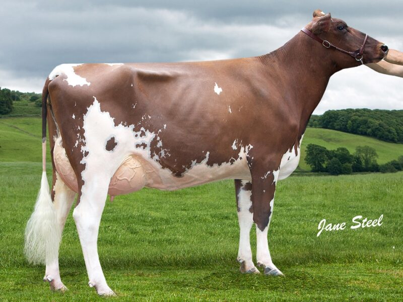 Halmyre Urr Ladybird 461 VG 86