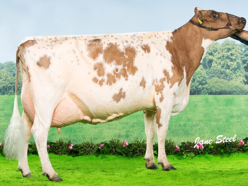 Halmyre Urr Mayflower 240 EX 95 (2)