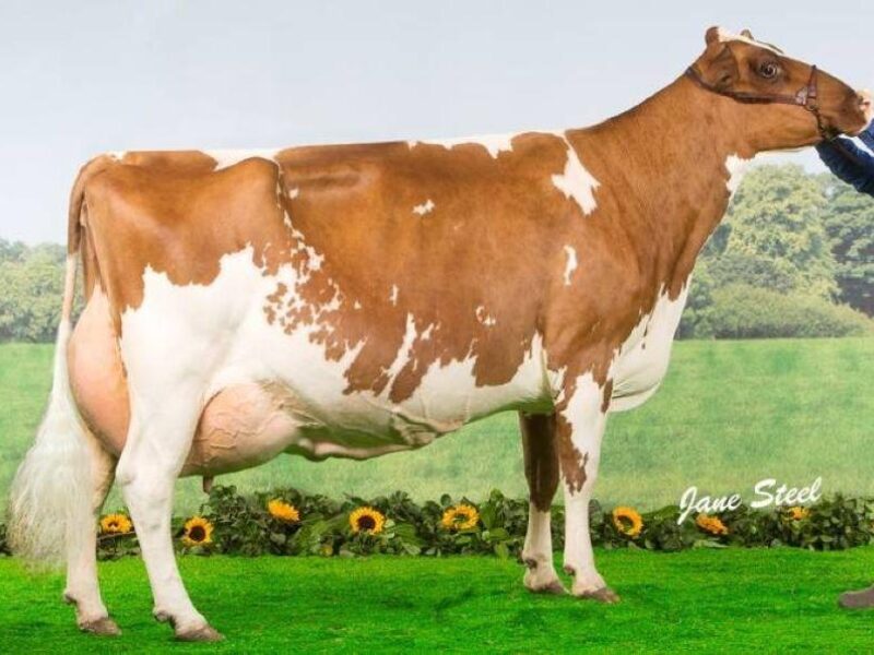 Hunnington Fragy 12 EX97 8E LP100