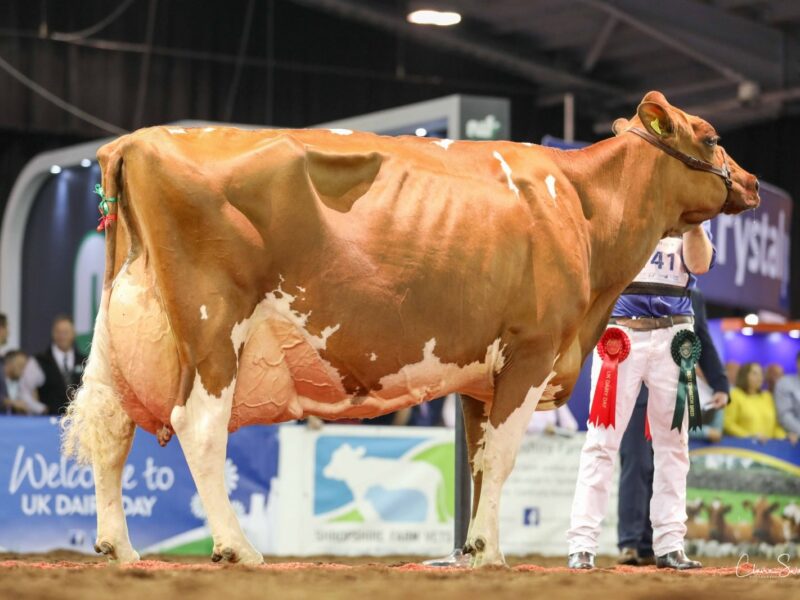 Champion Ayrshire Hybrid R & W Hunnington Fragy 16