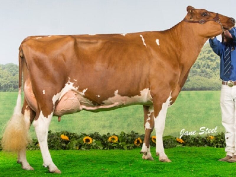 Hunnington Fragy 16 VG 89