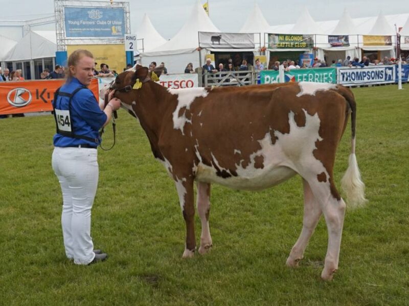 Threemile Mandella Pam - Junior Champion at the Balmoral Show