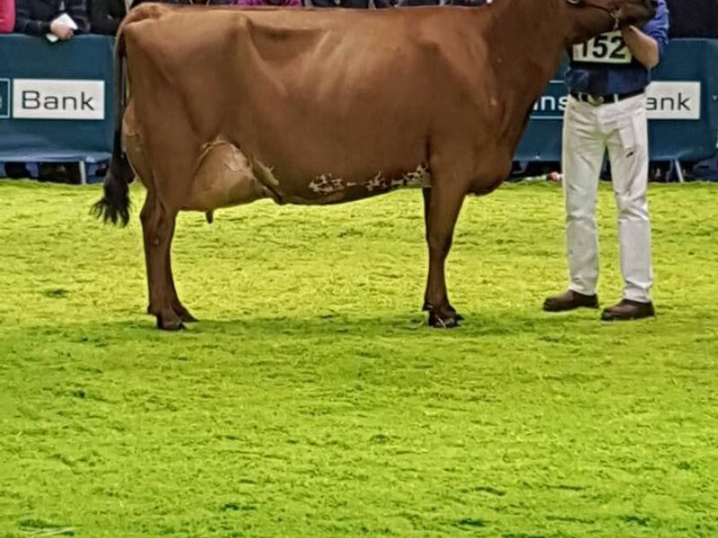 Breed Champion Ardmore Janet 110