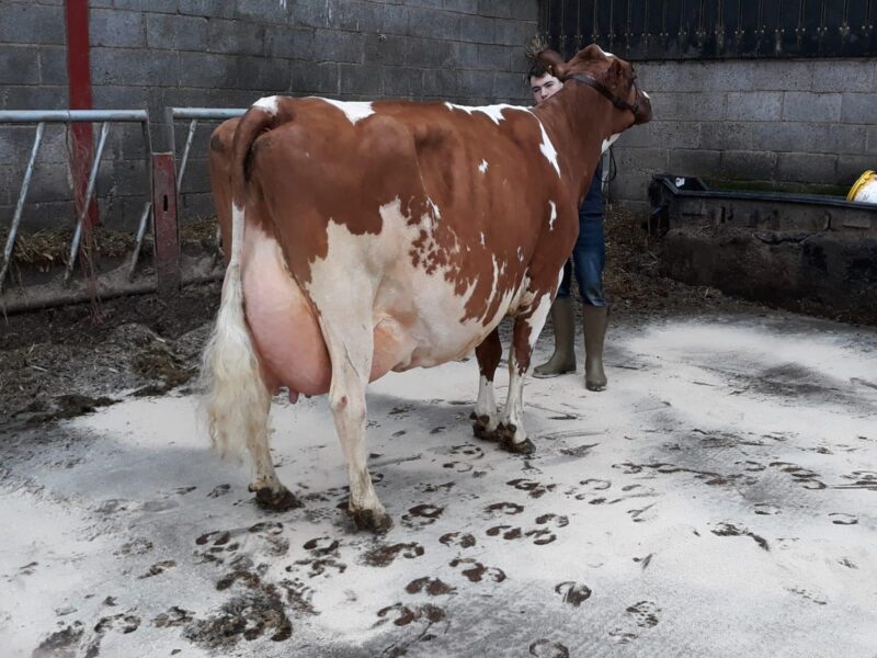 Hunnington Fragy 12 EX97 (7E)