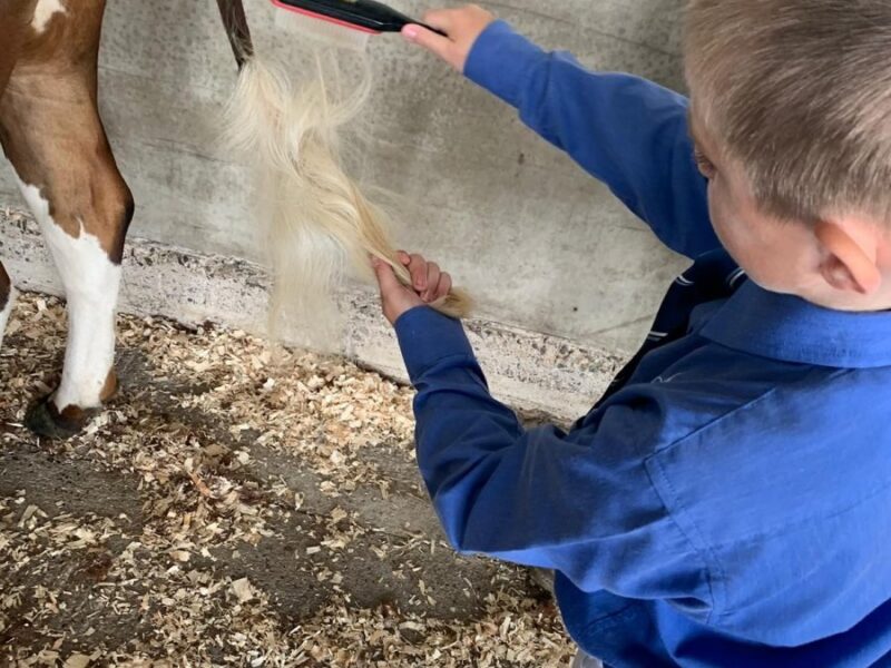 William spruces up Violet's tail.
