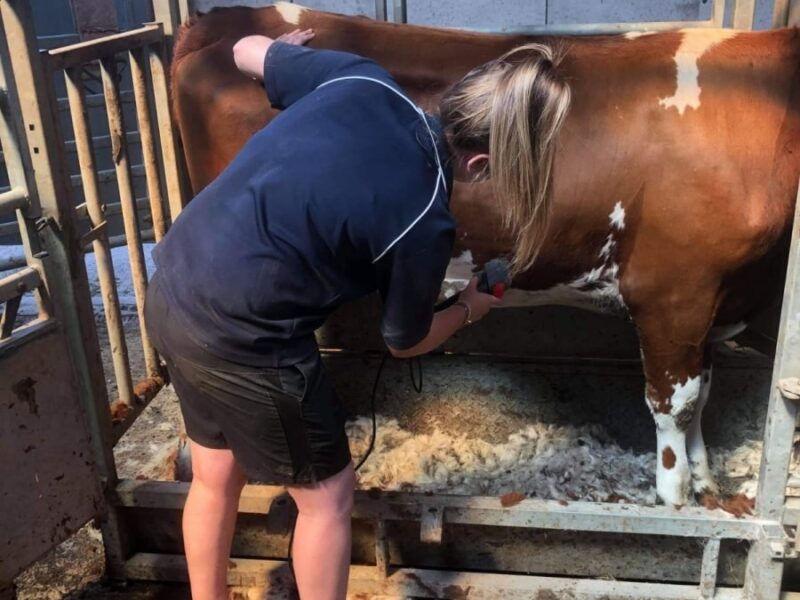 Amy finishing the head clipping on Plaskett Miss Norma 32
