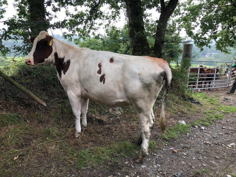 Gilwen Roselinda 2 before Beca washed and clipped her