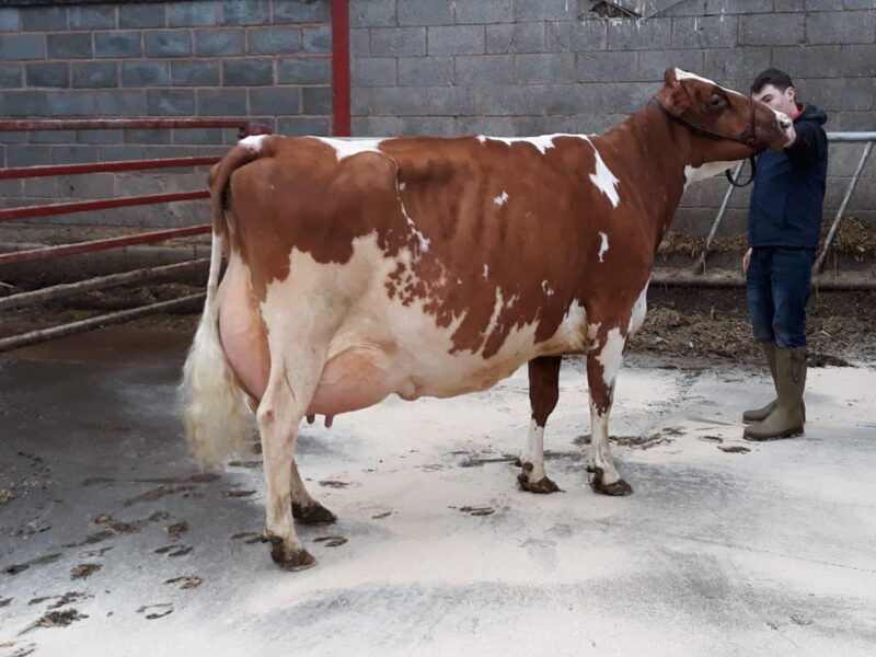 Hunnington Fragy 12 EX97 (7E)