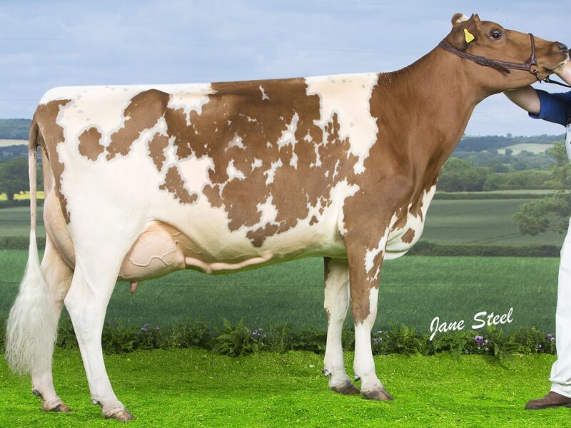 Willhome Challenger Amanda , sired by Willhome Challenger