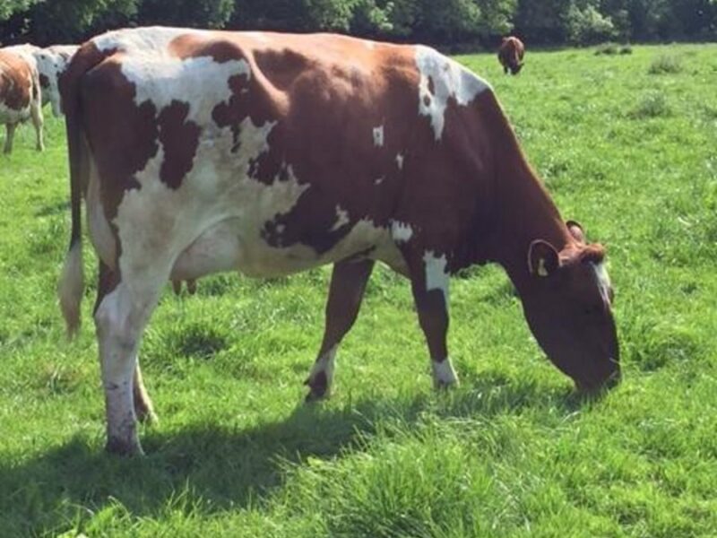 Vitality Daughter in the Glwydeth herd