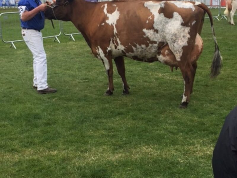 Willowfields Winnie in action at the Show