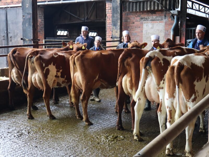 Heifer Class Concensus Result