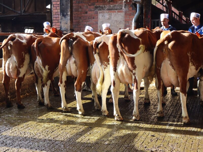 Cow Class Concensus Result