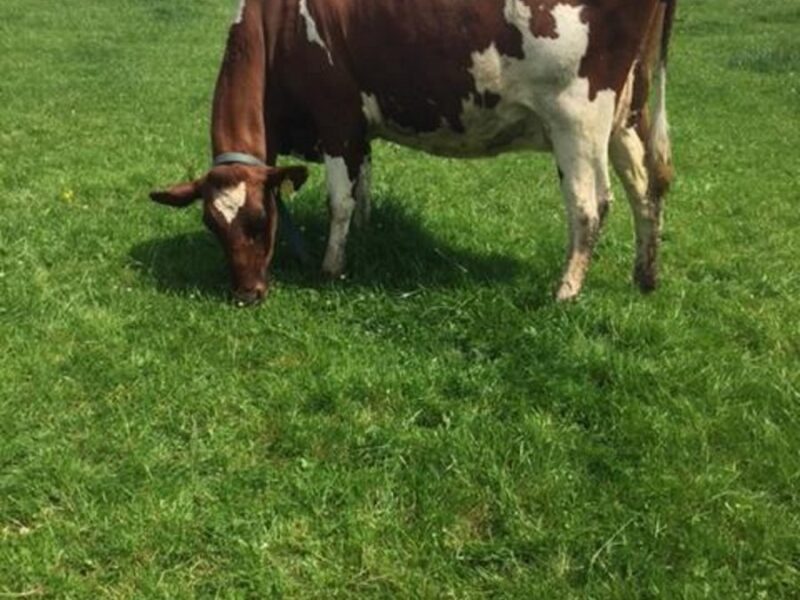 A great daughter in the Bigginvale Herd