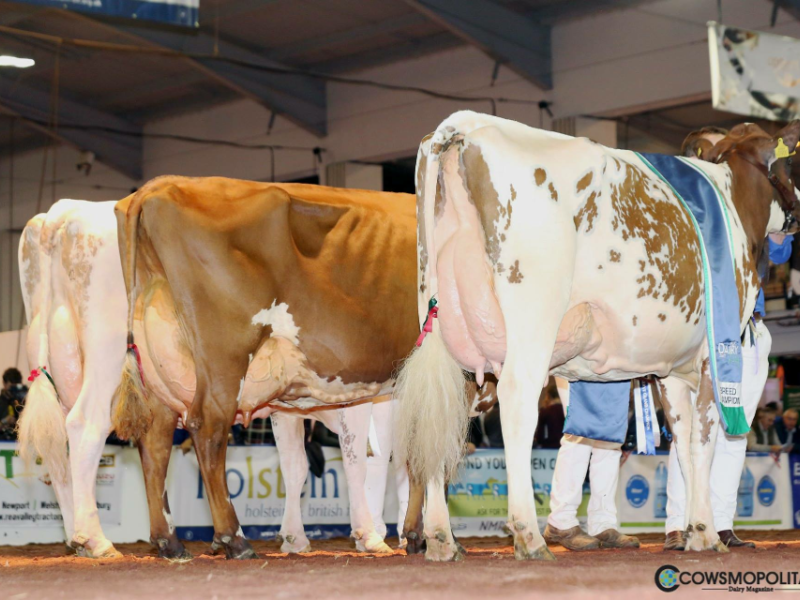 Champion Line up R to L, Grand Champion - Swaites Bright Spark 5, Reserve - Swaites Dainty 11, H Mention - Sandyford Mayflower 14