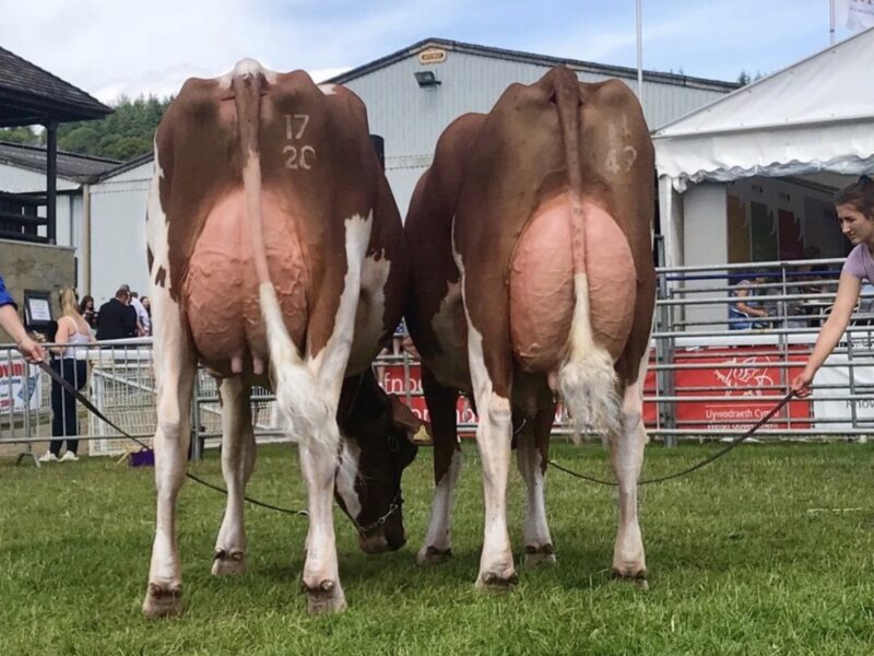 Champion, Interbreed Pairs (Evie Tomlinson)