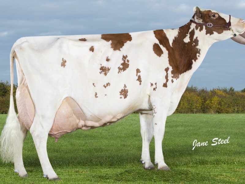 RESERVE - Brieryside Thunder Paulette