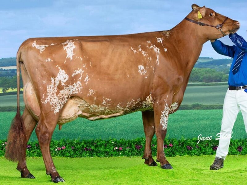 Jamara Triclo Heather Honey - Sired by Sandyford Triclo