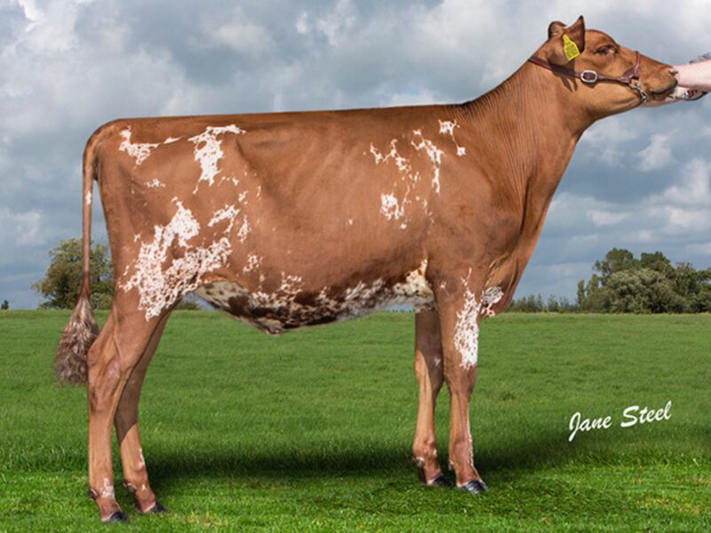 Sandyford Triclo - Pictured is one of his daughters  Jamara Triclo Heather Honey who was recently Hon Mention Champion Calf at the ABAB Calf Show 2017