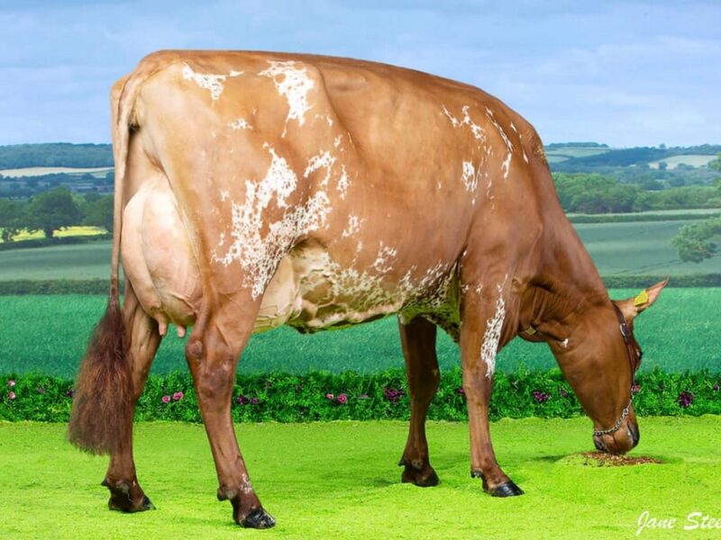 Jamara Triclo Heather Honey - Sired by Sandyford Triclo
