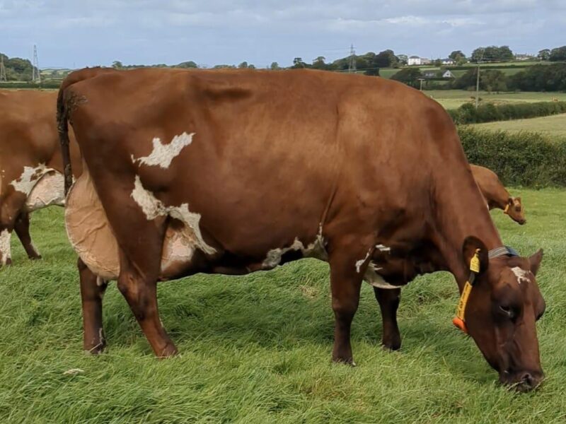 Amateur photo World Winner - Troutbeck Burdette Jess 3 - Mattinson Family