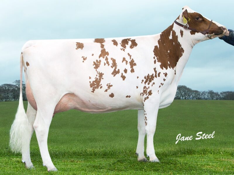 Knowe Bertha 245 VG 86