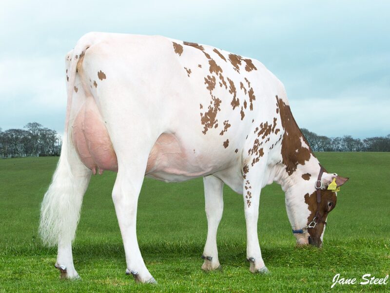 Knowe Bertha 245 VG 86
