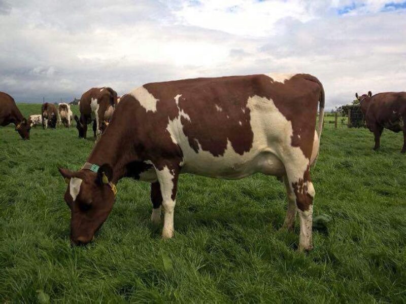 Daughter of Rosehill Manderville