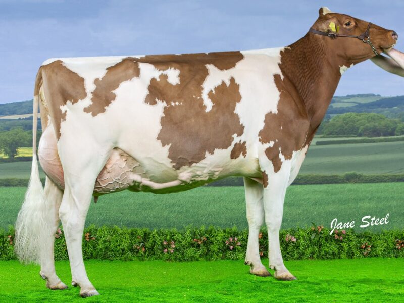 Whiteflat Jordy Lizzie Red