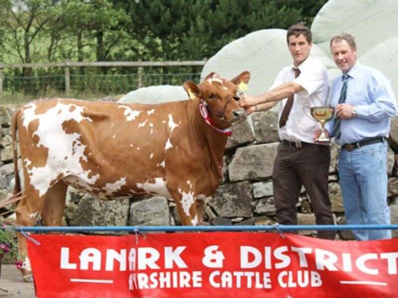 Champion Calf and First Prize Senior Calf -  Cuthill Towers Burdette Sarah (Palmyra Tri Star Burdette) - A & S Lawrie