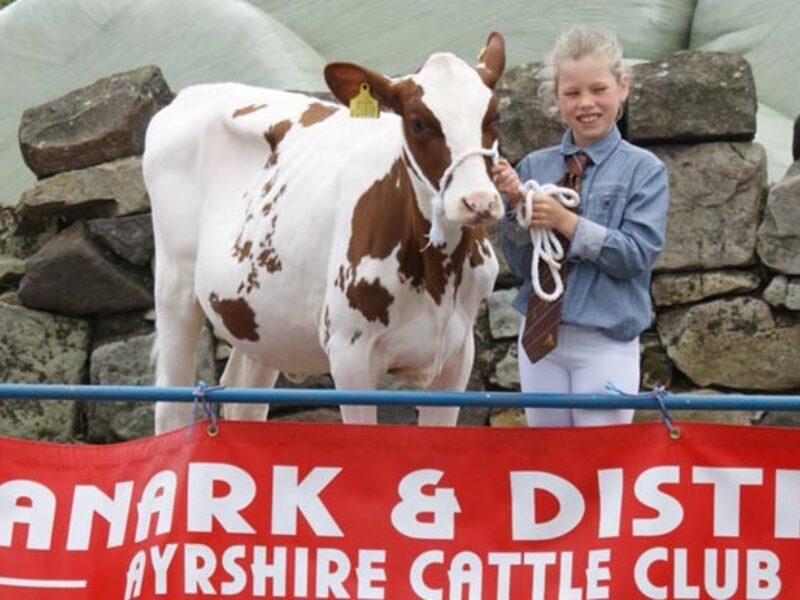 First Prize Junior Handler - Lucy Graham with her first prize junior calf and Reserve Champion calf - Swaites Poly Ann (Swaites Dynamite) from J Adamson & Son